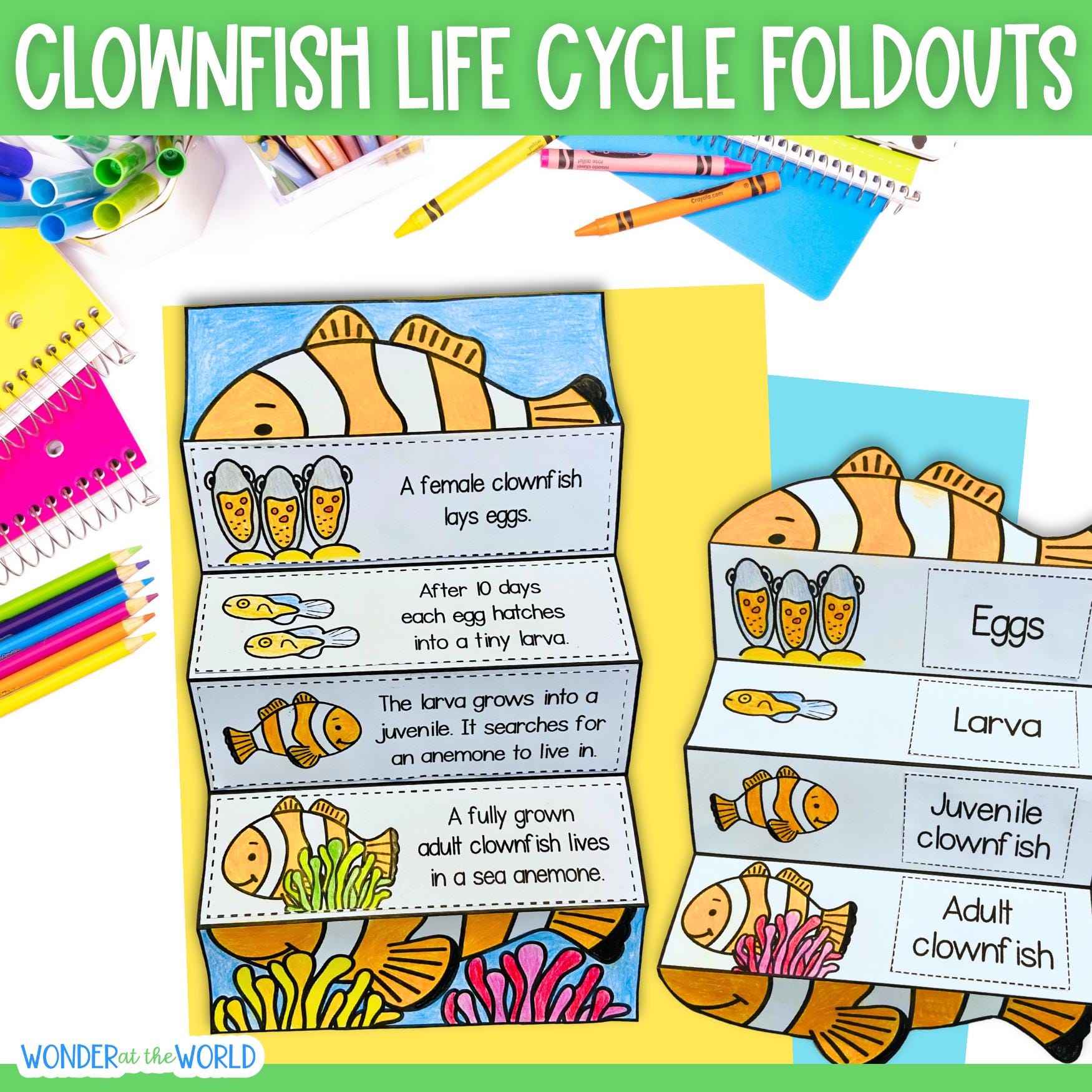Life Cycle of a Clownfish Foldable Kids' Craft | A4 and 11x8.5 Inch ...