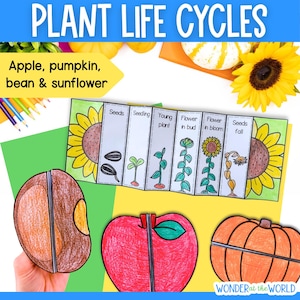 Plants life cycles sequence and fold science activities for apple pumpkin sunflower bean plants Digital Download