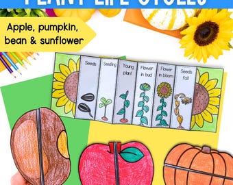 Plants life cycles sequence and fold science activities for apple pumpkin sunflower bean plants Digital Download