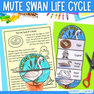 May include: An educational craft titled "Mute Swan Life Cycle" shows the stages of a swan's life. The craft includes illustrations of eggs, cygnets, young swans, and adult swans. Crayons and scissors are also visible.