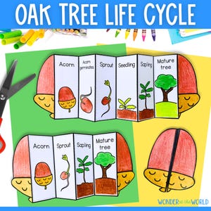 Oak tree life cycle acorn foldable science foldout craft | A4 and US letter size | PDF educational activity