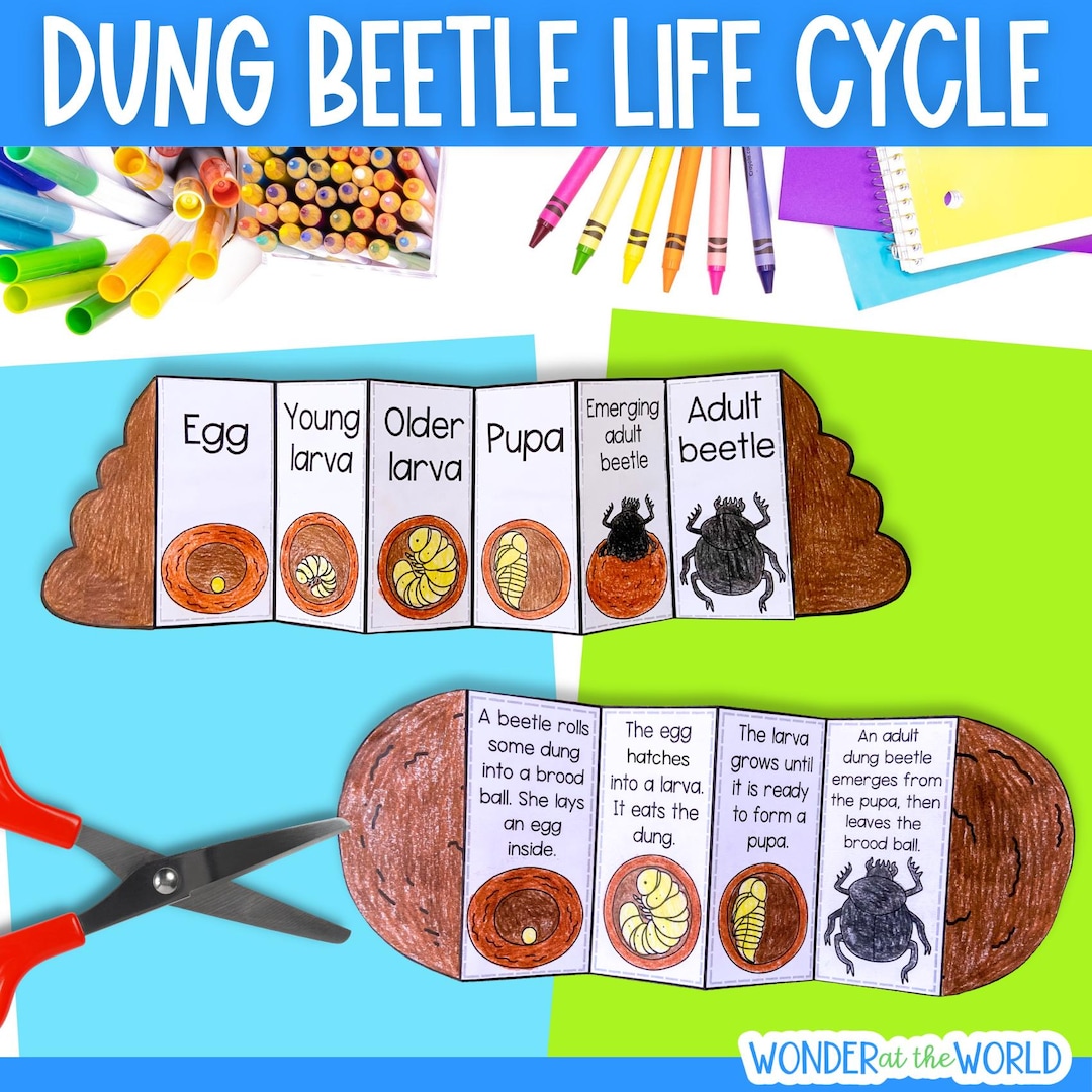 Life Cycle of a Dung Beetle Foldable Sequencing Activity Craft for Kids ...
