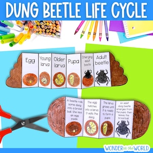 Life cycle of a dung beetle foldable sequencing activity craft for kids | Digital Download PDF printable