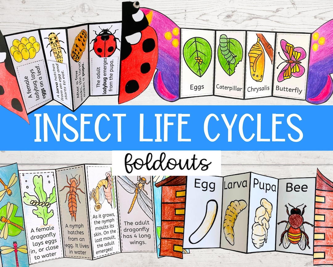 Insect Life Cycle Foldable Science Activity Bundle  Butterfly