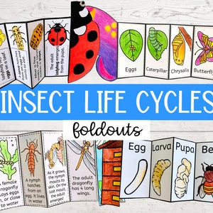 Insect Life Cycle Foldable Science Activity Bundle Butterfly - Etsy