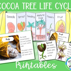 Life cycle of a cocoa bean tree foldable activity and printables for kids | 11x8.5 inch | US spelling | digital download