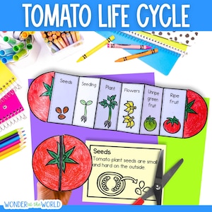 Life cycle of a tomato plant sequence and fold kids' science craft | A4 and 11x8.5 inch | Digital Download PDF