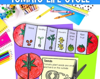 Life cycle of a tomato plant sequence and fold kids' science craft | A4 and 11x8.5 inch | Digital Download PDF