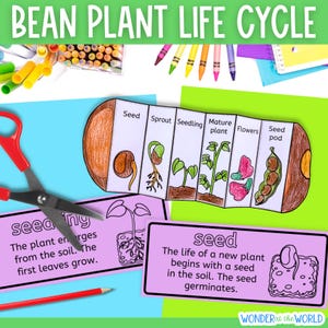 Life cycle of a bean plant sequence and fold kids' craft science activity | A4 and 11x8.5 inch | Digital Download PDF | Cut and paste