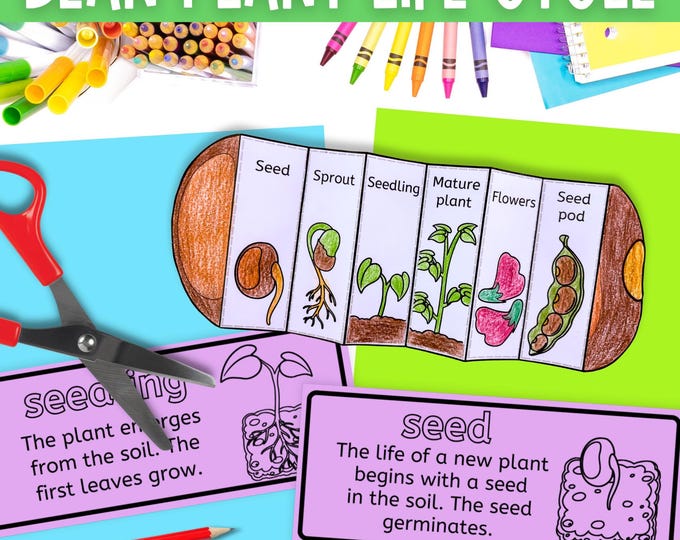 Life cycle of a corn maize plant foldable sequencing activity for kids ...