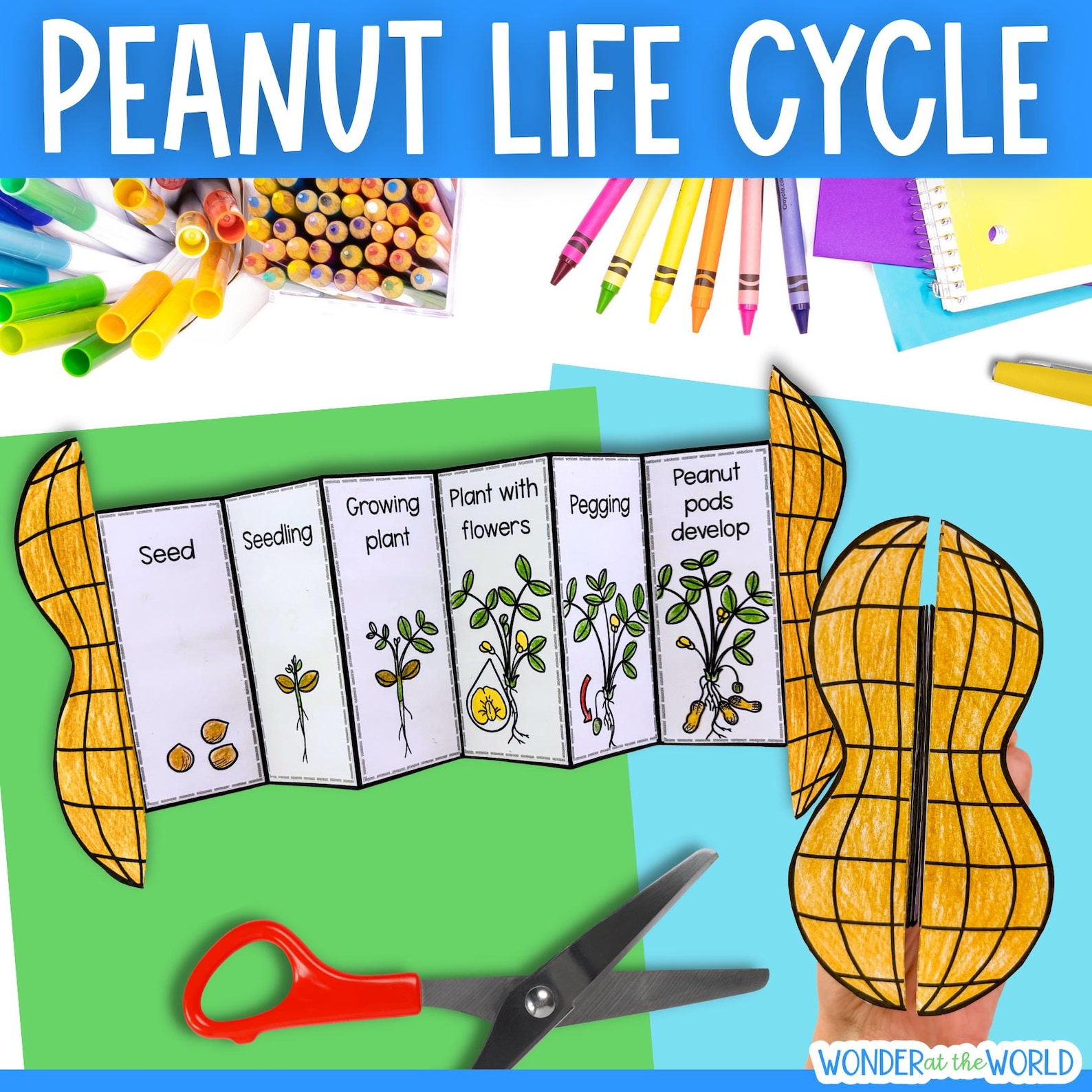 Life Cycle of a Peanut Plant Sequence and Fold Cut Paste Science Craft ...