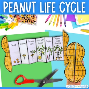 Könnte beinhalten: Ein farbenfrohes Lehrdiagramm mit dem Titel "PEANUT LIFE CYCLE" zeigt die Phasen des Erdnusswachstums. Das Diagramm enthält Illustrationen von Samen, Sämling, wachsender Pflanze, Pflanze mit Blüten, Pegging und Erdnussschoten. Schere und Kunstbedarf sind ebenfalls sichtbar.