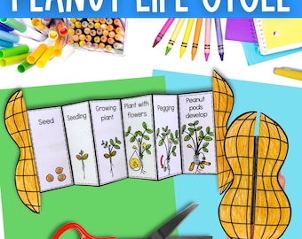 Life cycle of a peanut plant sequence and fold cut paste science craft activity PDF digital download
