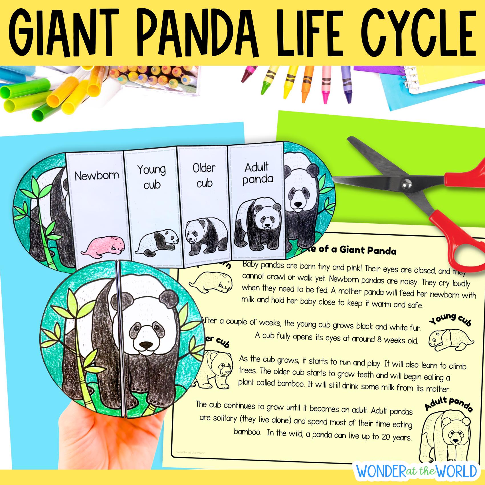 31 Cute and Easy Panda Crafts for Kids They Are Sure to Love 10 Life cycle of a giant panda mammal sequence and fold science craft…