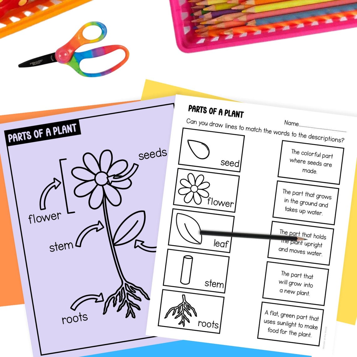 Parts of a Plant Science Craft Activity and Worksheet for Kindergarten ...