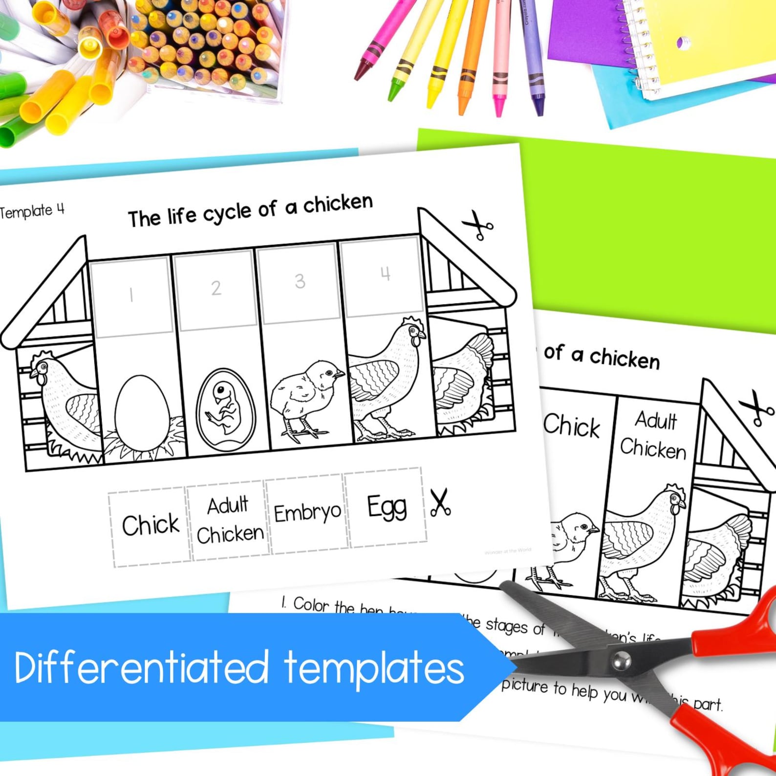 Life Cycle of a Chicken Foldable Kids' Spring Craft Activity | A4 and ...