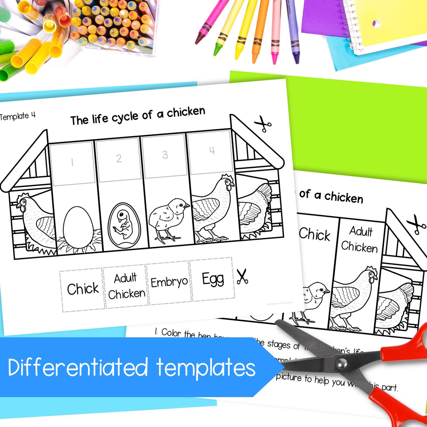 Life Cycle of a Chicken Foldable Kids' Spring Craft Activity | A4 and ...