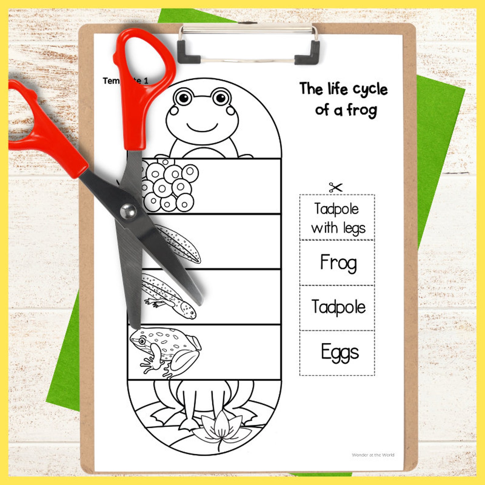Life Cycle of a Frog Foldable Kids' Craft A4 and 11x8.5 - Etsy UK