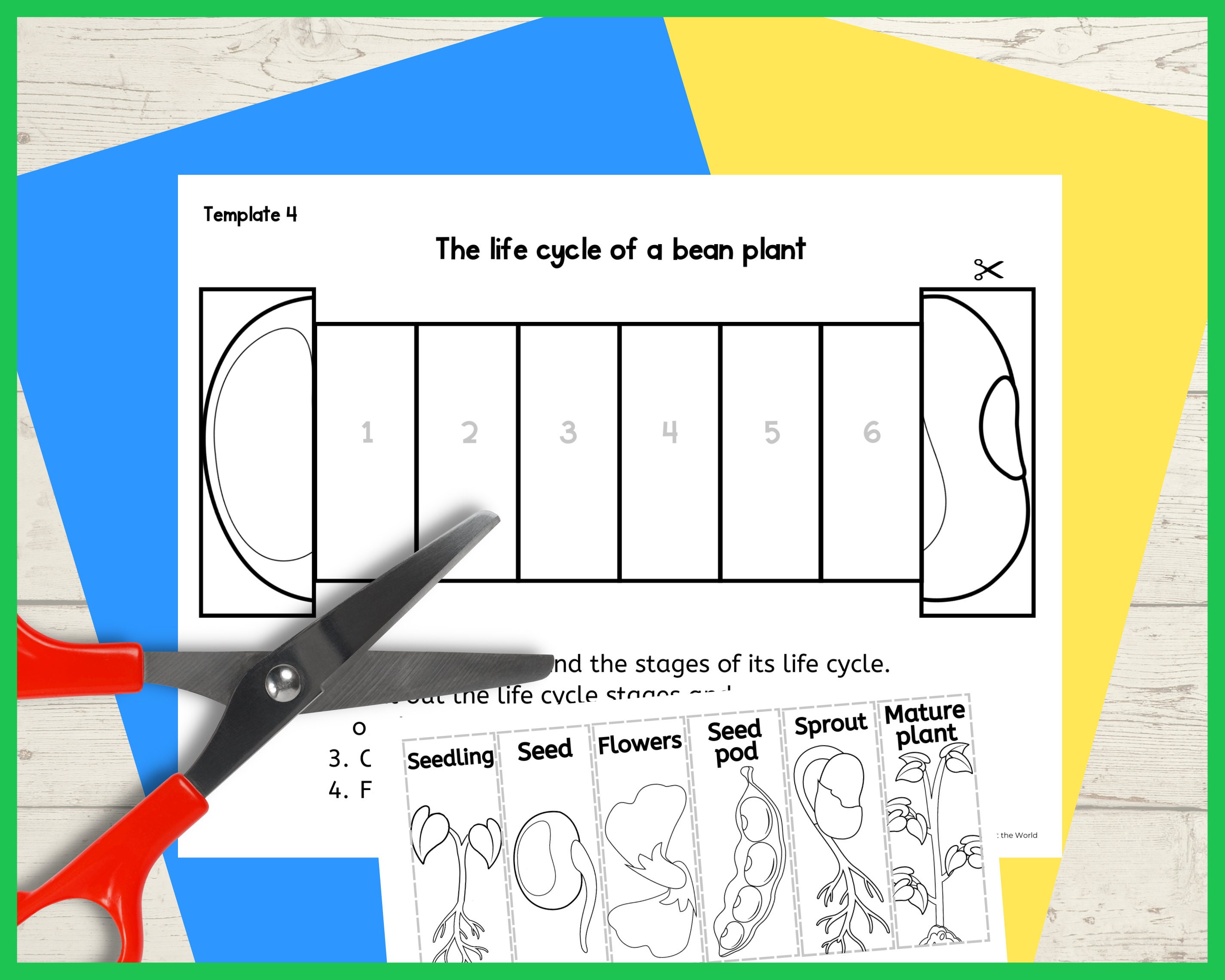 Life Cycle of a Bean Plant Foldable Kids' Craft Science Etsy