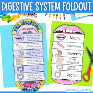 May include: A digestive system foldout educational craft featuring two vertical accordion-style paper strips. One strip displays descriptive text about digestion, while the other labels the mouth, esophagus, stomach, small intestine, large intestine, and rectum.