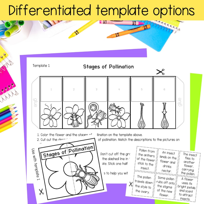 Stages of Insect Pollination Sequence and Fold Science Activity Cut ...