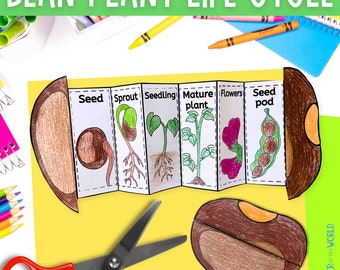 Life cycle of a bean plant foldable kids' craft science activity | A4 and 11x8.5 inch | Digital Download | Cut and paste