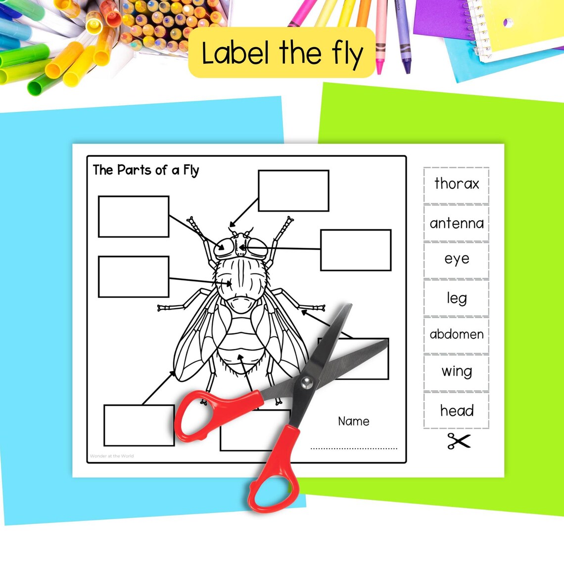 Life Cycle of a Fly Insect Sequencing Activity Cut and Paste Science ...