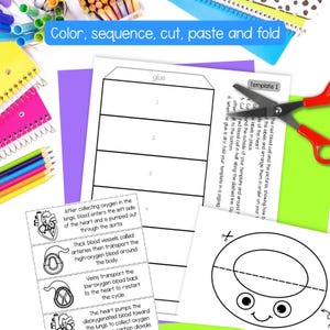 May include: A printable educational activity sheet featuring a heart anatomy diagram, a numbered folding template, and instructions. The page includes text about blood circulation, a cartoon red blood cell, and red-handled scissors on a desk.