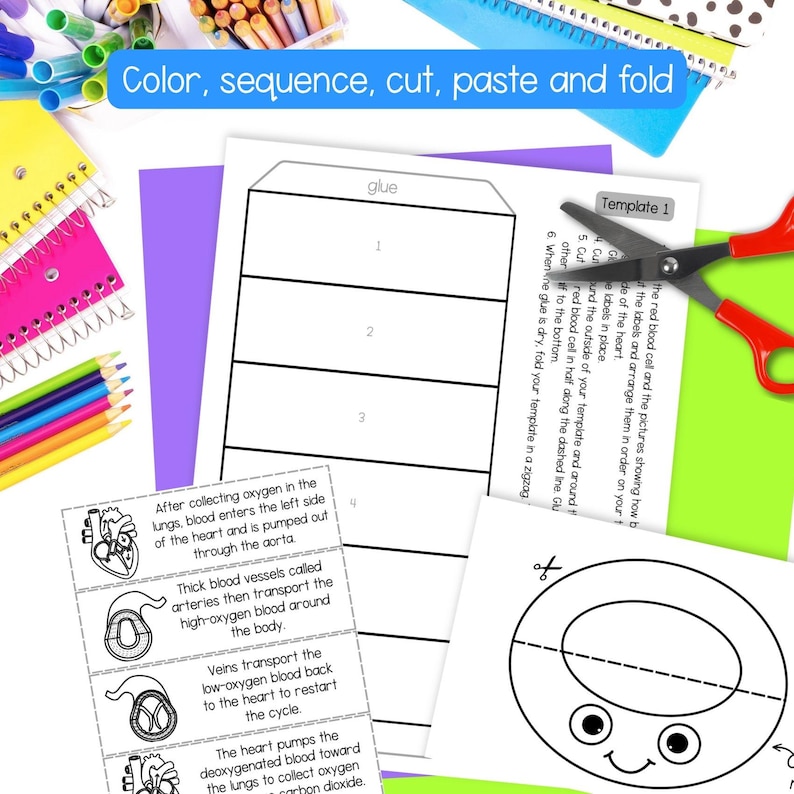 May include: A printable educational activity sheet featuring a heart anatomy diagram, a numbered folding template, and instructions. The page includes text about blood circulation, a cartoon red blood cell, and red-handled scissors on a desk.