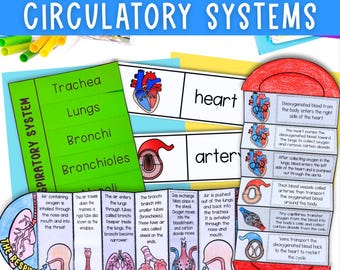 Circulatory and respiratory systems human body cut and paste science activities PDF