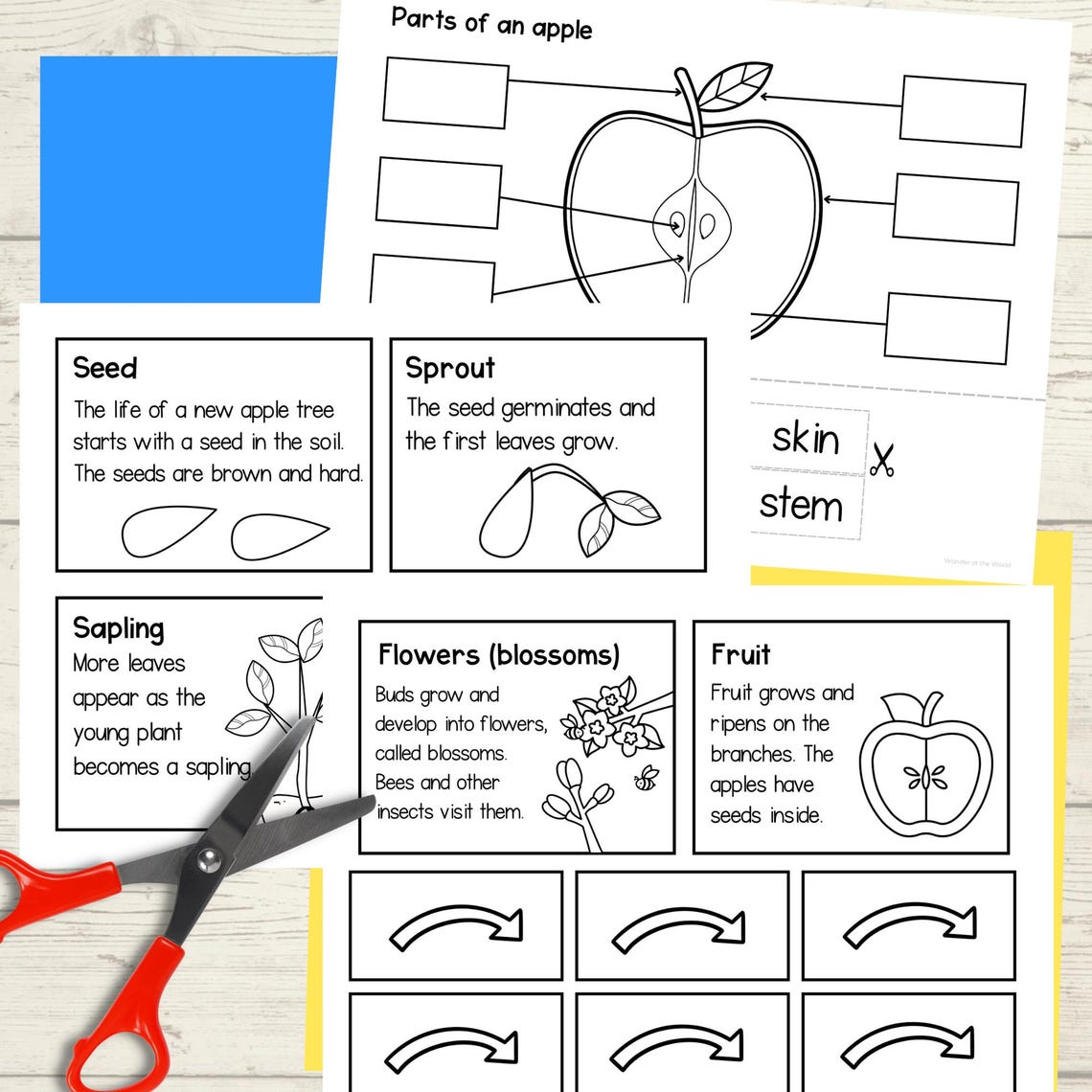Apple Tree Life Cycle Foldout and Spinner Wheel Craft Activity Cut and ...