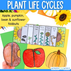 Plants life cycles sequence and fold science activities for apple pumpkin sunflower bean plants Digital Download