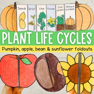Plants life cycles foldable science activities | Apple Pumpkin Sunflower Bean | A4 and 11x8.5 | PDF Digital Download | Life Cycle of a Plant