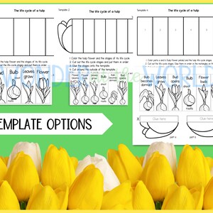 Life Cycle of a Tulip Plant Foldable Sequencing Activity | Science ...
