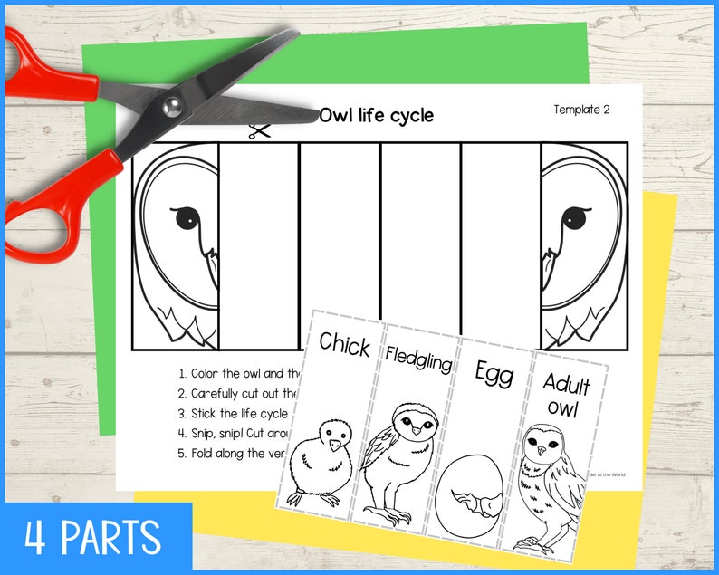 Life Cycle of an Owl Foldable Kids' Science Craft Printable PDF | A4 ...