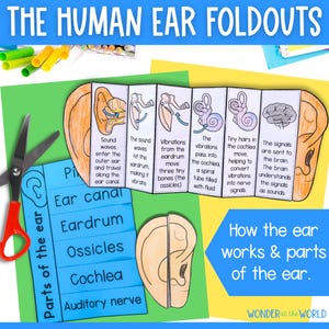 How the human ear works parts of the ear foldable sequencing activity cut and paste PDF printables
