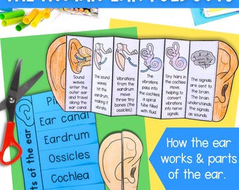How the human ear works parts of the ear foldable sequencing activity cut and paste PDF printables