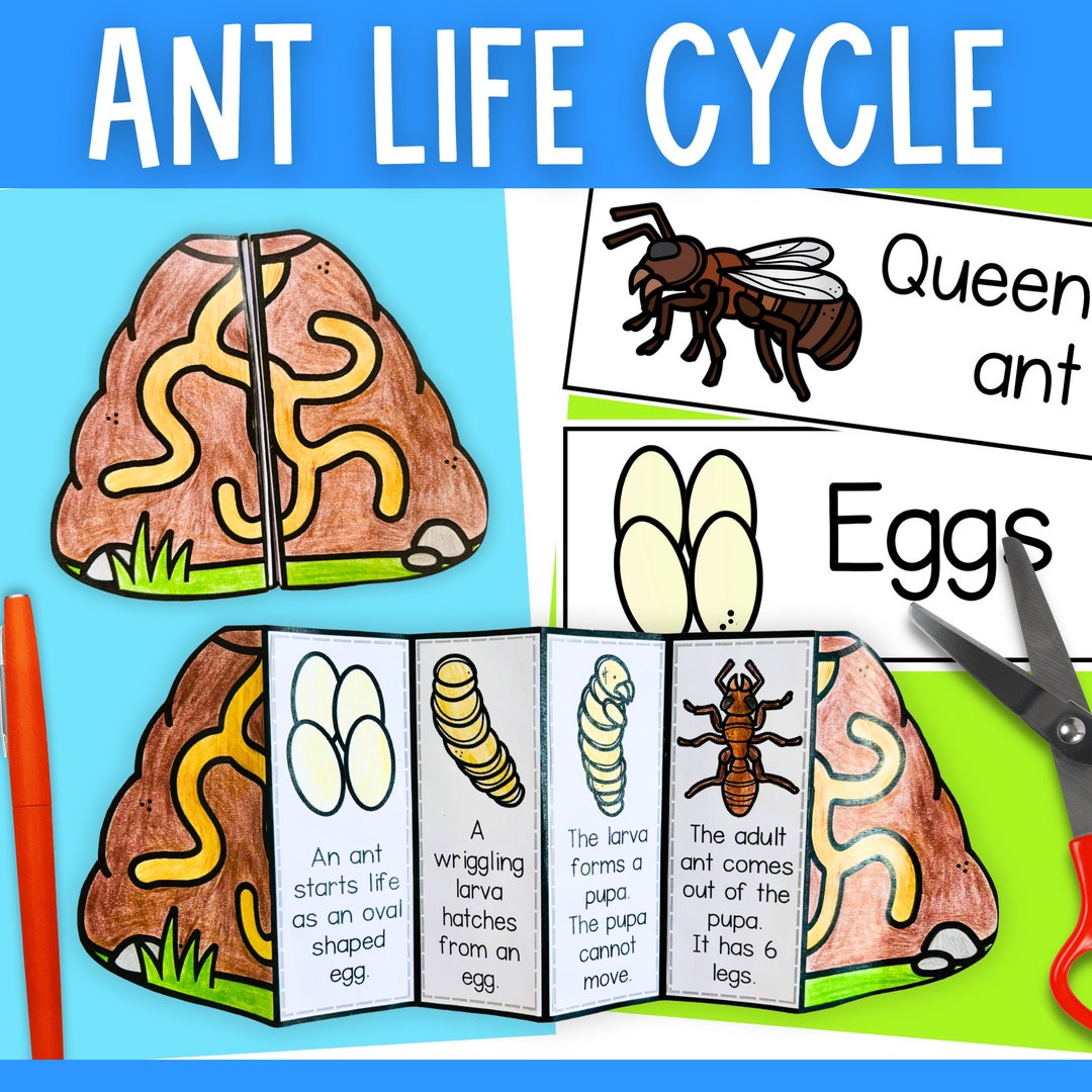 Life Cycle of an Ant Foldable Cut and Paste Science Activity and ...