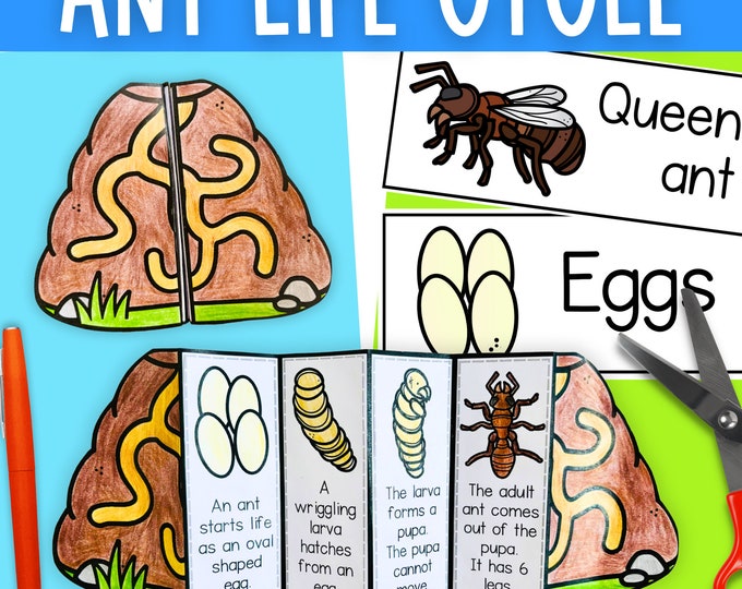 Foldable Chicken Life Cycle Learning Activity for Kids | A4 and 11x8.5 ...