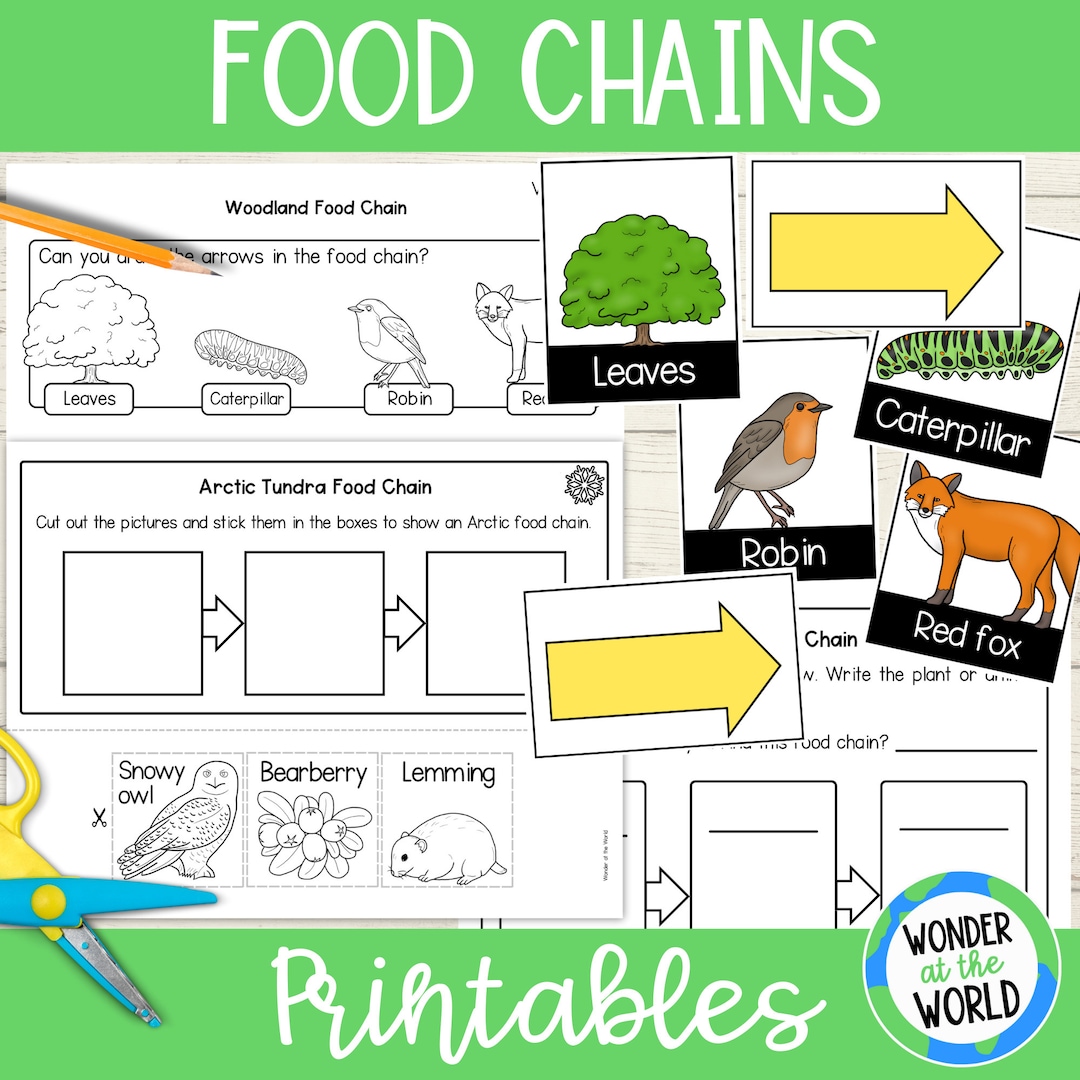 Food Chains Printable Worksheets and Clothesline Activity PDF Digital Biology Diagrams