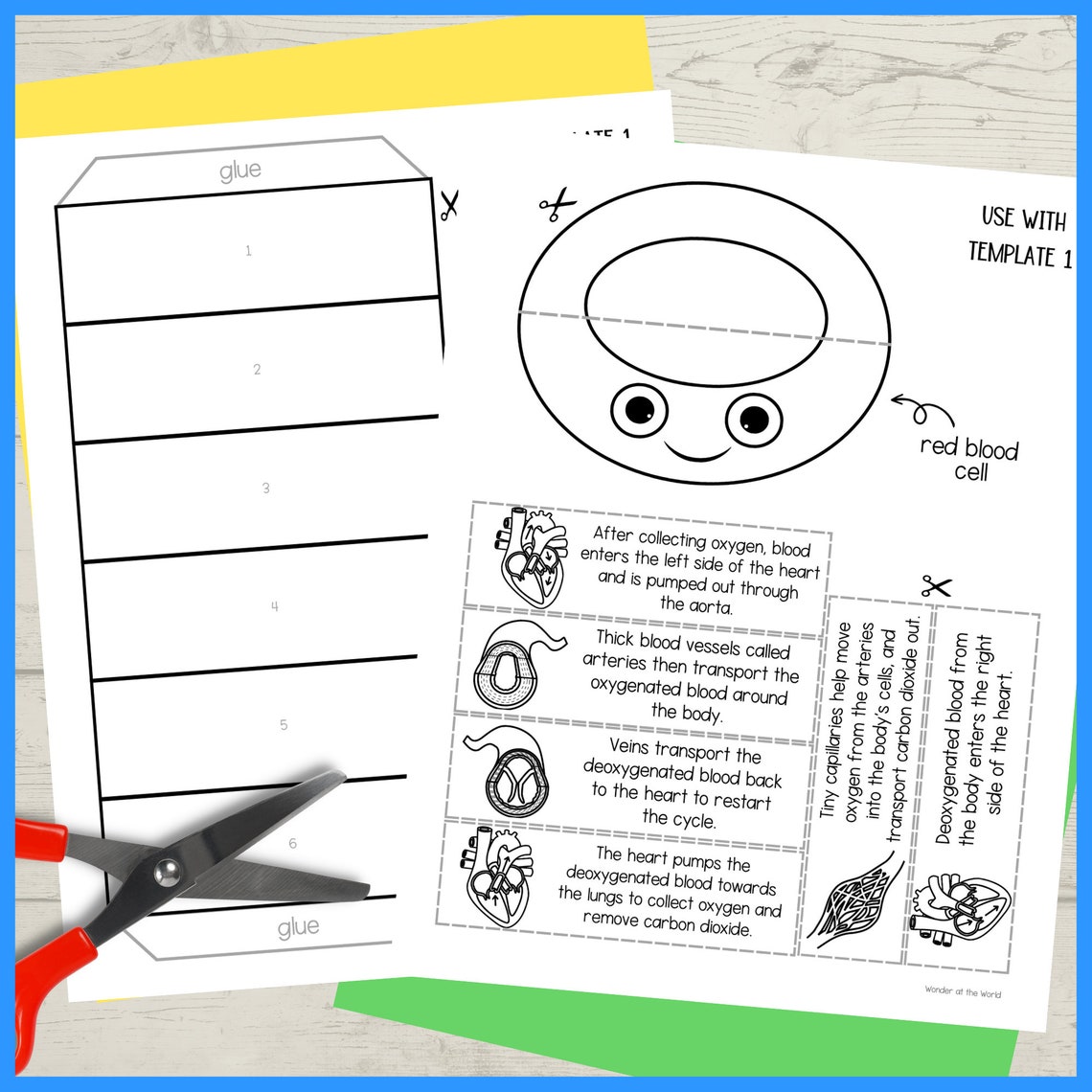 The Circulatory System Printable Foldouts and Worksheet Activity for ...