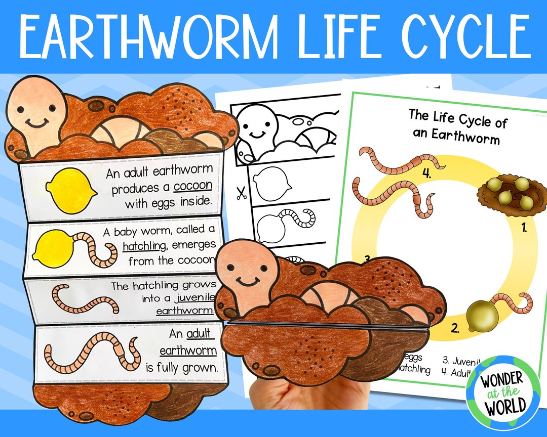 Earthworm Life Cycle Foldable Science Craft Activity  11x8.5