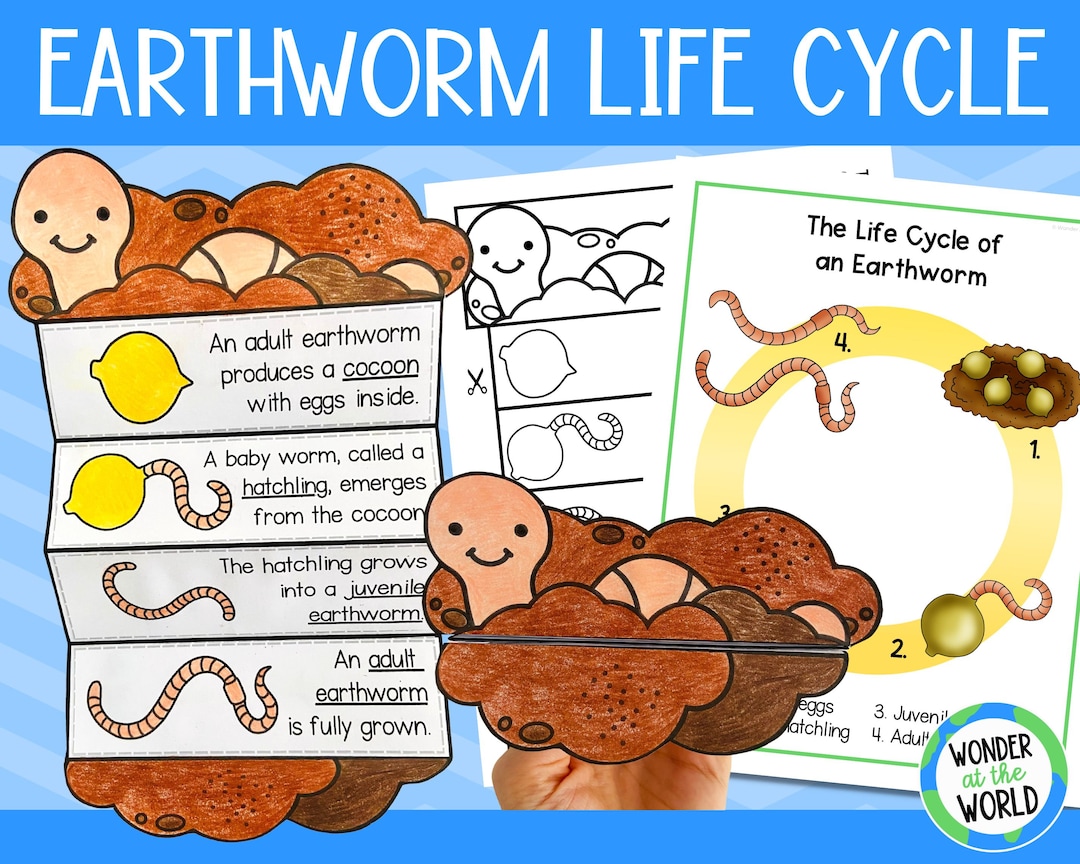 Earthworm Life Cycle Foldable Science Craft Activity  11x8.5