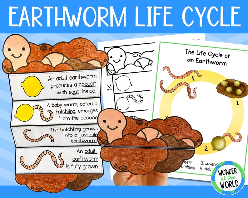 Earthworm life cycle foldable science craft activity 11x8.5 inch and A4 digital download printable PDF Life cycle of a worm image 1