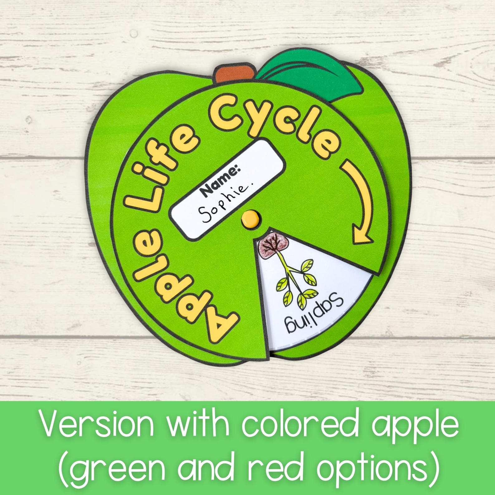 Life Cycle of an Apple Tree Spinner Wheel Sequencing Activity Fall ...
