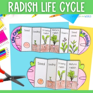 May include: A printable life cycle of a radish craft for kids. The craft shows the stages of growth from seed to flower. The craft is colorful and includes illustrations of each stage.