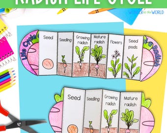 Life cycle of a radish plant sequencing cut and paste foldable activity for science lessons PDF digital download with UK and US versions