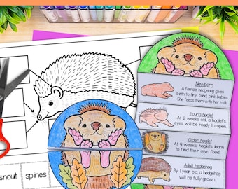 Hedgehog mammal life cycle sequence and fold activity for kids | 8.5x11 inch and A4 | Science printable | Digital download PDF