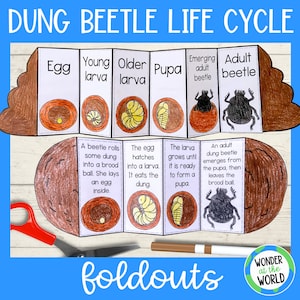 Life Cycle of a Dung Beetle Foldable Sequencing Activity Craft for Kids ... Biology Diagrams