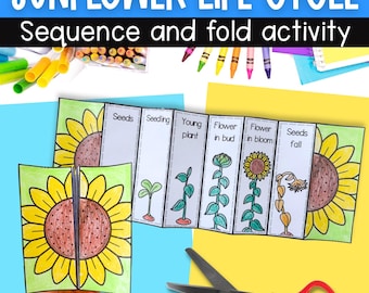 Life cycle of a sunflower sequence and fold kids' science craft | A4 and 11x8.5 inch | Digital Download PDF